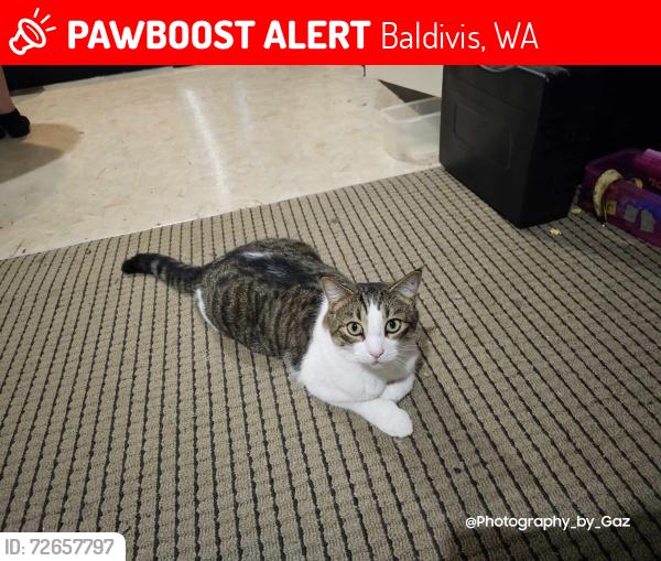 Lost Male Cat last seen Williamstown drive and Chadstone Way , Baldivis, WA 6171