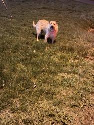 Found/Stray Male Dog last seen Parkway and Carter , Elizabethton, TN 37643