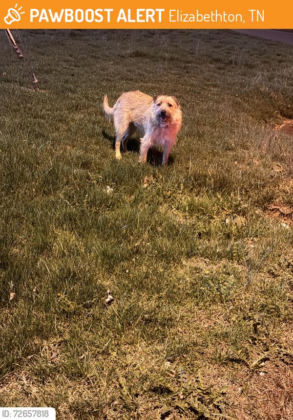 Found/Stray Male Dog last seen Parkway and Carter , Elizabethton, TN 37643