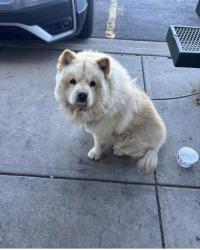 Found/Stray Unknown Dog last seen Illiff and Peoria but now at Denver dumb friends league , Aurora, CO 80014