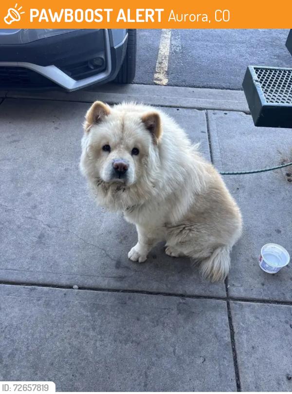 Found/Stray Unknown Dog last seen Illiff and Peoria but now at Denver dumb friends league , Aurora, CO 80014