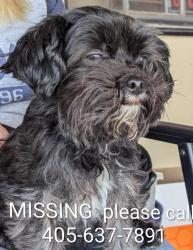 Lost Female Dog last seen Reno, Yukon, OK 73099