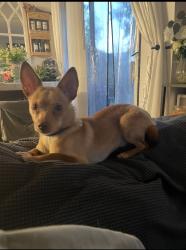 Found/Stray Male Dog last seen Washington and S Meadow Ln, Colton, CA 92324