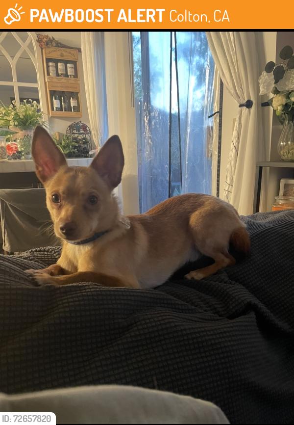 Found/Stray Male Dog last seen Washington and S Meadow Ln, Colton, CA 92324