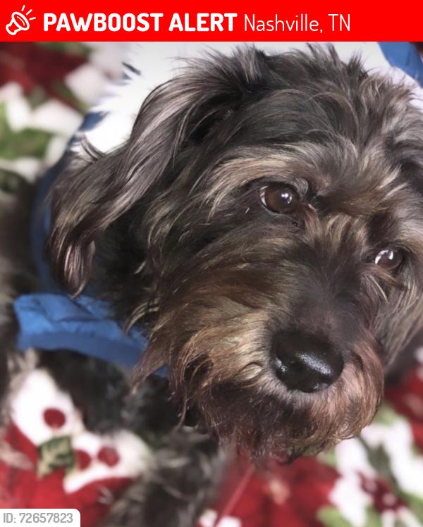 Lost Male Dog last seen Central Pike, Dodson Chapel, Nashville, TN 37076