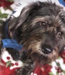 Lost Male Dog last seen Central Pike, Dodson Chapel, Nashville, TN 37076