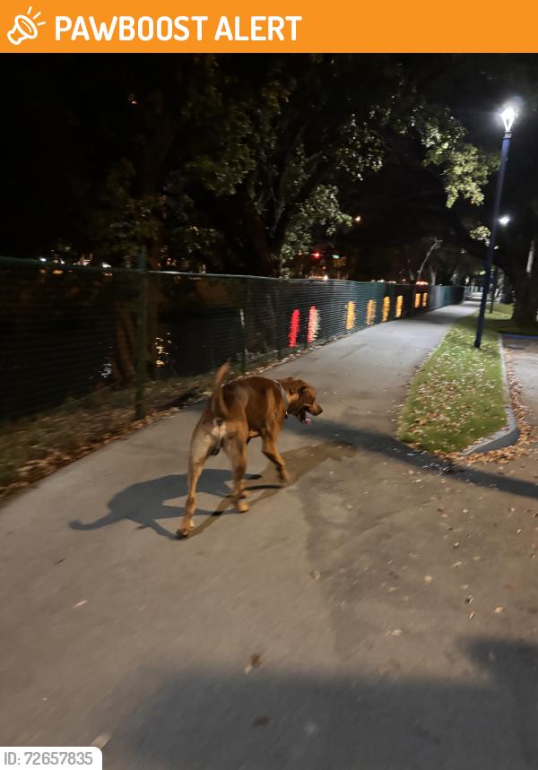 Found/Stray Male Dog last seen roaming c with green/blue leash, Miami-Dade County, FL 33174