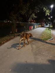 Found/Stray Male Dog last seen roaming c with green/blue leash, Miami-Dade County, FL 33174