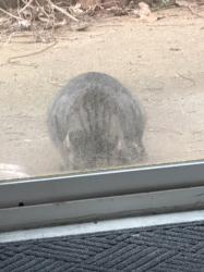 Found/Stray Unknown Cat last seen Scottish circle , Asheville, NC 28803