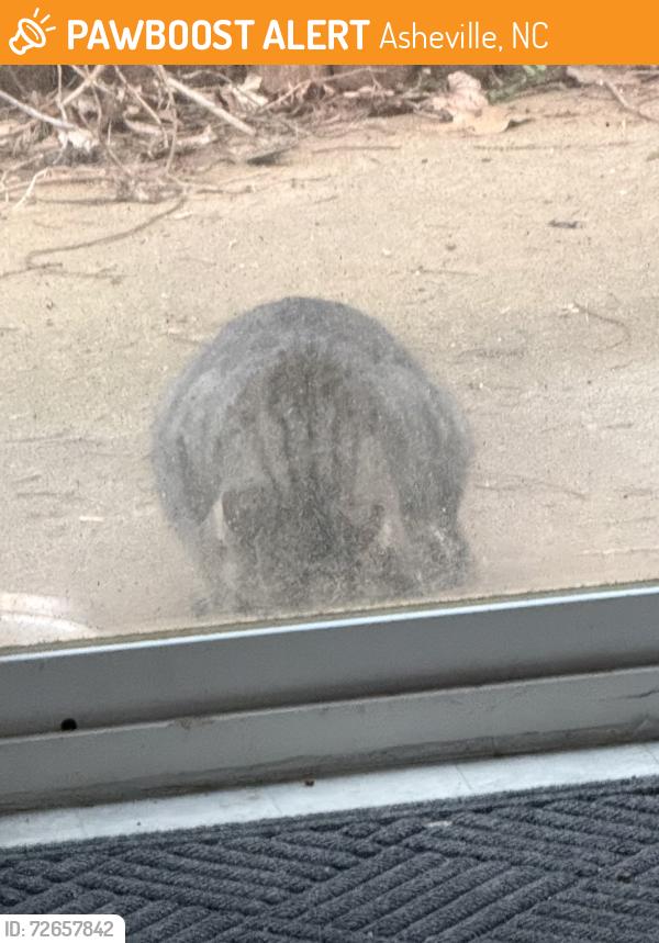 Found/Stray Unknown Cat last seen Scottish circle , Asheville, NC 28803