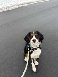 Lost Male Dog last seen Havencrest and FawnRidge, Concord, NC 28027