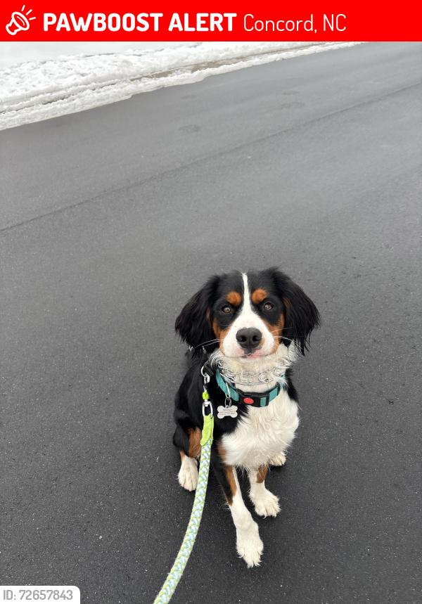 Lost Male Dog last seen Havencrest and FawnRidge, Concord, NC 28027