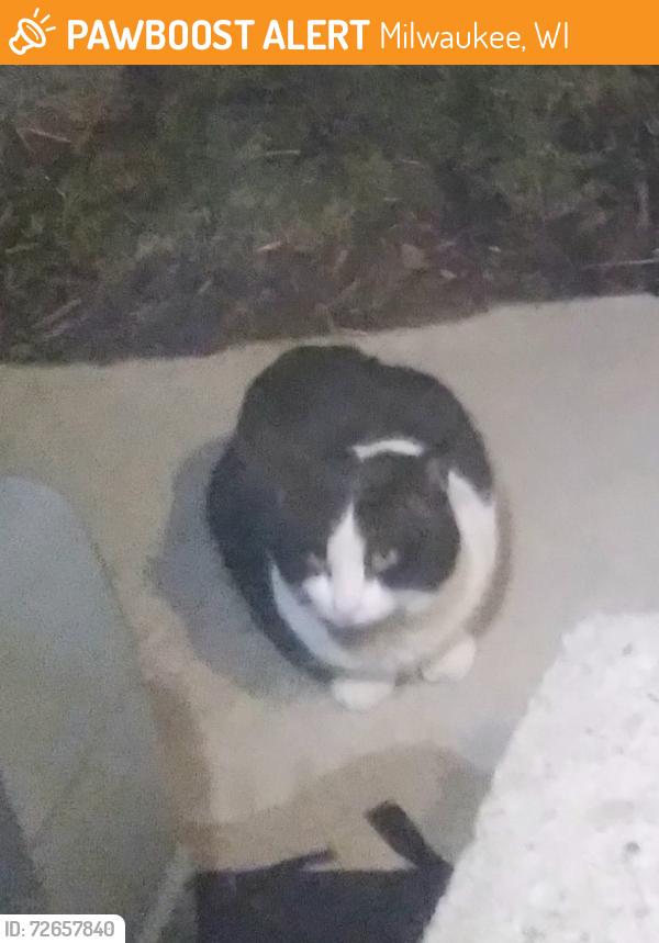 Found/Stray Unknown Cat last seen S. 12th and W Dakota St, Milwaukee, WI 53215