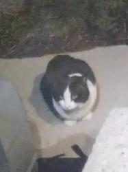 Found/Stray Unknown Cat last seen S. 12th and W Dakota St, Milwaukee, WI 53215