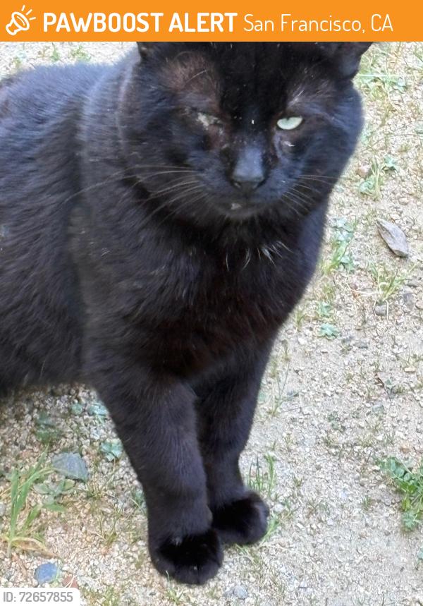 Found/Stray Unknown Cat last seen 23rd Ave and Judah, San Francisco, CA 94122