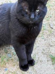Found/Stray Unknown Cat last seen 23rd Ave and Judah, San Francisco, CA 94122