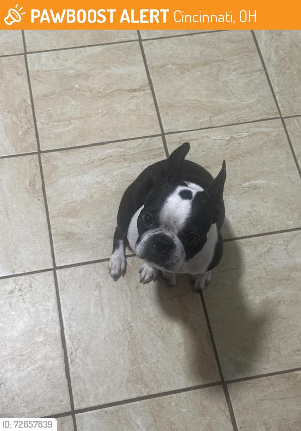 Found/Stray Female Dog last seen Warsaw Federal Incline Theatre , Cincinnati, OH 45204