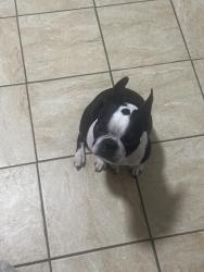 Found/Stray Female Dog last seen Warsaw Federal Incline Theatre , Cincinnati, OH 45204