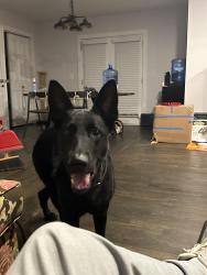 Found/Stray Female Dog last seen I’m not 100% sure roommates cousin found her in the neighborhood , Gwinnett County, GA 30044