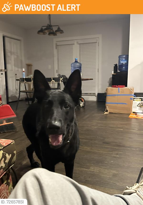 Found/Stray Female Dog last seen I’m not 100% sure roommates cousin found her in the neighborhood , Gwinnett County, GA 30044