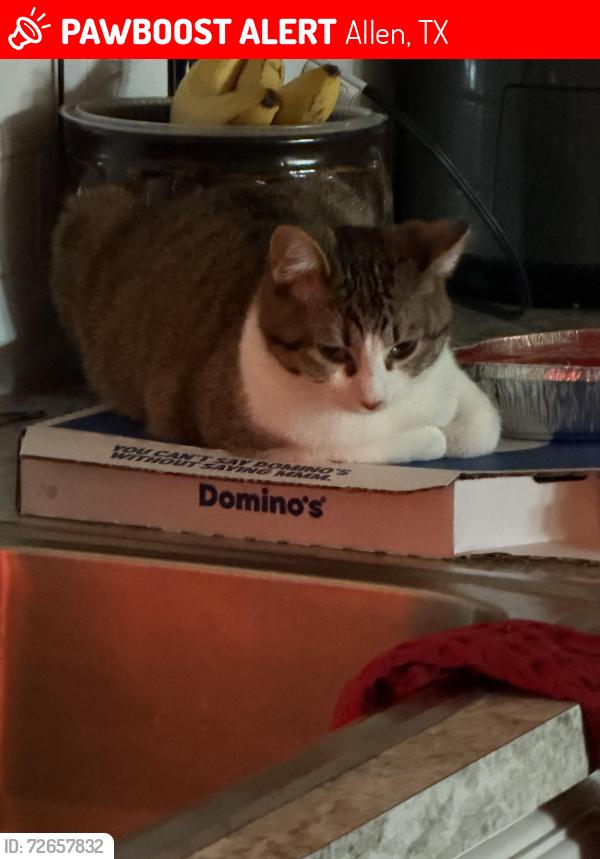 Lost Female Cat last seen Greenville and Main, Allen, TX 75002