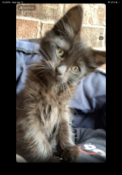Lost Female Cat last seen Highway 69, Denison, TX 75021