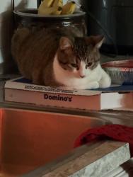 Lost Female Cat last seen Greenville and Main, Allen, TX 75002