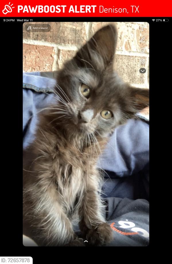 Lost Female Cat last seen Highway 69, Denison, TX 75021