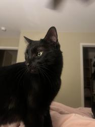 Lost Male Cat last seen Ann and Decatur , North Las Vegas, NV 89031