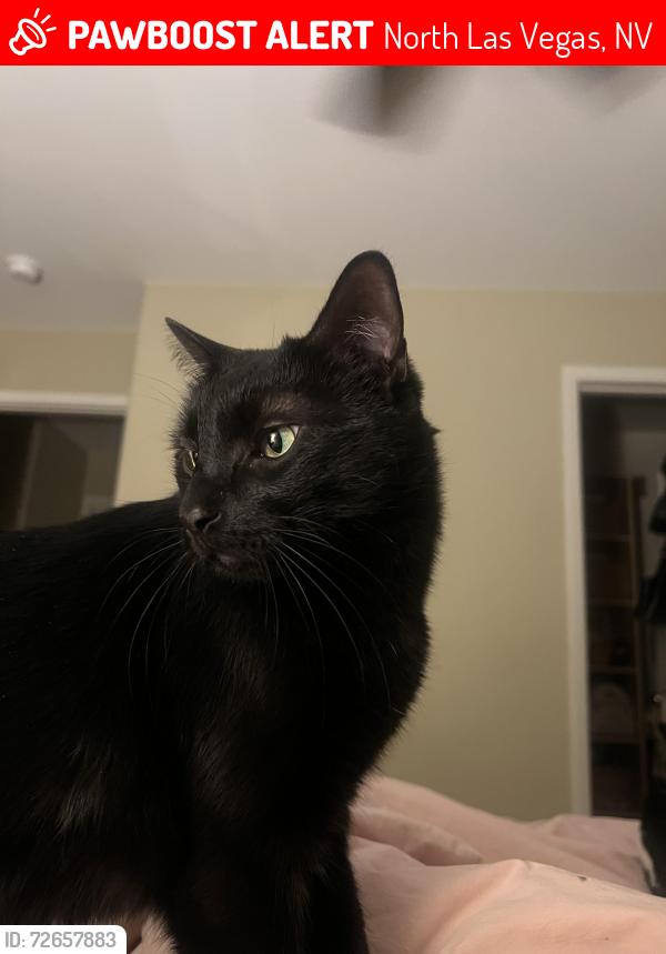 Lost Male Cat last seen Ann and Decatur , North Las Vegas, NV 89031