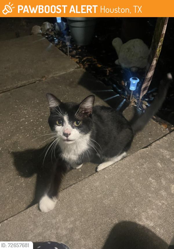 Found/Stray Unknown Cat last seen Victoria Grove Ln, Houston, TX 77075