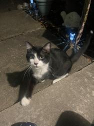 Found/Stray Unknown Cat last seen Victoria Grove Ln, Houston, TX 77075