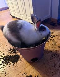 Lost Male Rabbit last seen Cambridge middle school , Cambridge, MN 55008