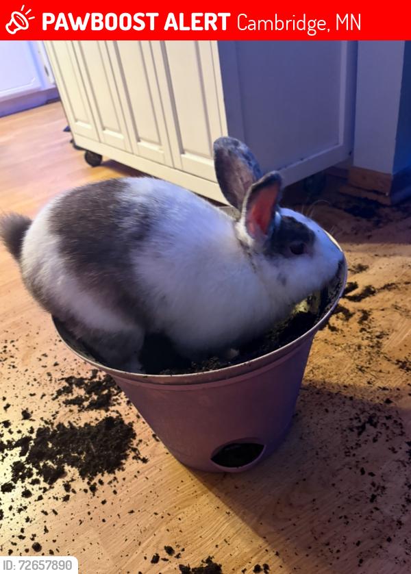 Lost Male Rabbit last seen Cambridge middle school , Cambridge, MN 55008
