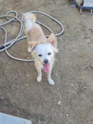 Lost Male Dog last seen N Puerta Del Sol, Palm Springs, CA 92262