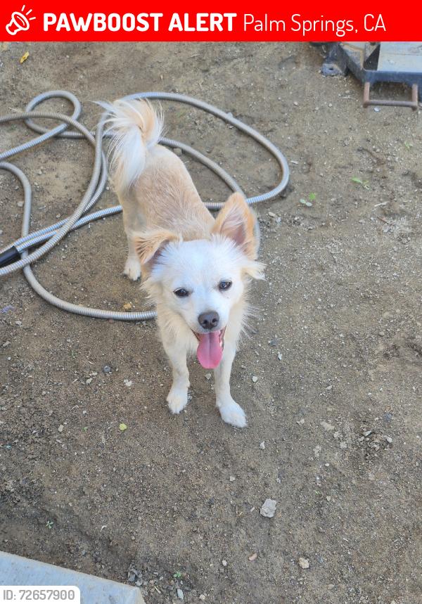 Lost Male Dog last seen N Puerta Del Sol, Palm Springs, CA 92262