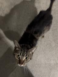 Found/Stray Female Cat last seen Harbor and Adams, Costa Mesa, CA 92626