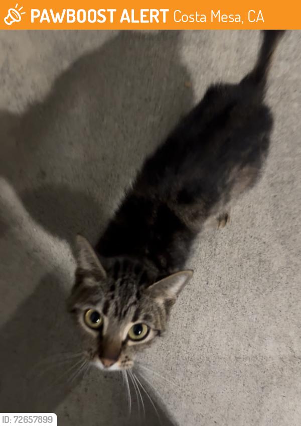 Found/Stray Female Cat last seen Harbor and Adams, Costa Mesa, CA 92626