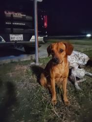 Found/Stray Unknown Dog last seen In front of Hosanna World Changers Church, Brownsville, TX 78526