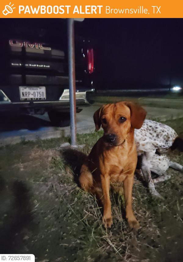 Found/Stray Unknown Dog last seen In front of Hosanna World Changers Church, Brownsville, TX 78526