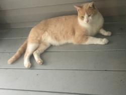 Lost Male Cat last seen Hinson Lane and Luther Banks Richlands , Onslow County, NC 28574