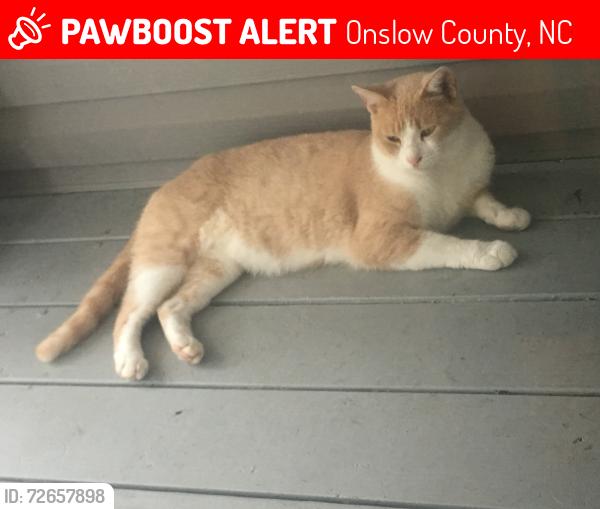 Lost Male Cat last seen Hinson Lane and Luther Banks Richlands , Onslow County, NC 28574