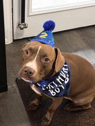 Lost Male Dog last seen Legends run, Spring, TX 77386