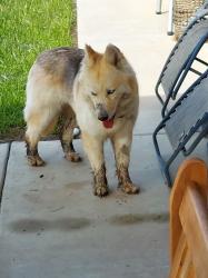 Lost Female Dog last seen Liberty park, Perris, CA 92571