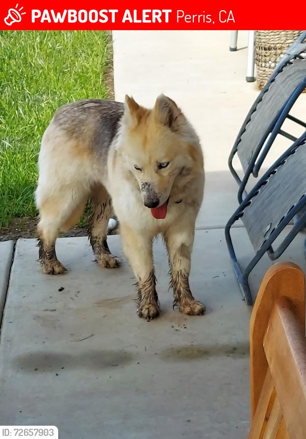 Lost Female Dog last seen Liberty park, Perris, CA 92571