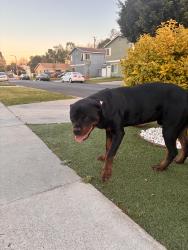 Found/Stray Male Dog last seen 116th Place , Los Angeles, CA 90059