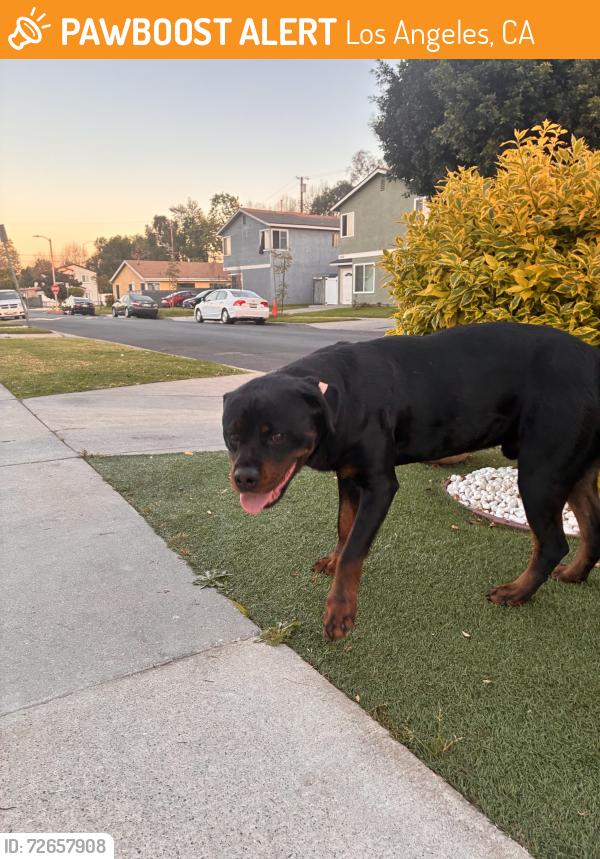 Found/Stray Male Dog last seen 116th Place , Los Angeles, CA 90059