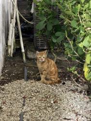Found/Stray Unknown Cat last seen Preston C and Preston H, Hamptons at Boca Raton, FL 33434