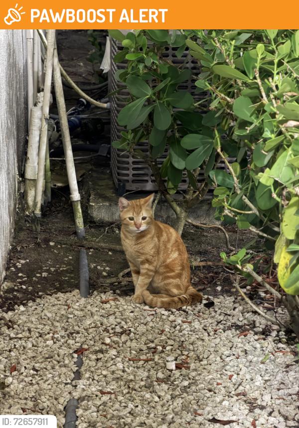 Found/Stray Unknown Cat last seen Preston C and Preston H, Hamptons at Boca Raton, FL 33434