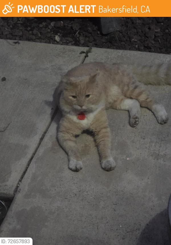 Found/Stray Male Cat last seen Olive, Verdugo, Bakersfield, CA 93312